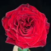 Mayra 's Rose Red