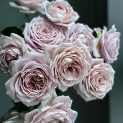 Memoire rose