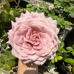 Memoire rose