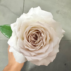 Milky pearl Rose