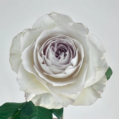 Milky pearl Rose