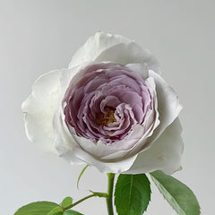 Milky pearl Rose