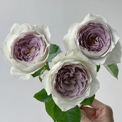 Milky pearl Rose