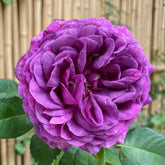 Minerva Rose