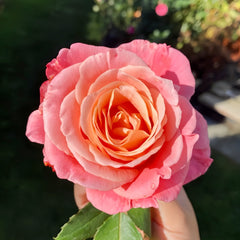 Miss piggy Rose