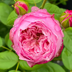 Miyako balcony Rose