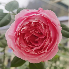 Miyako balcony Rose