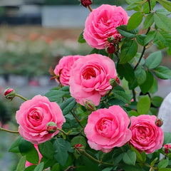 Miyako balcony Rose