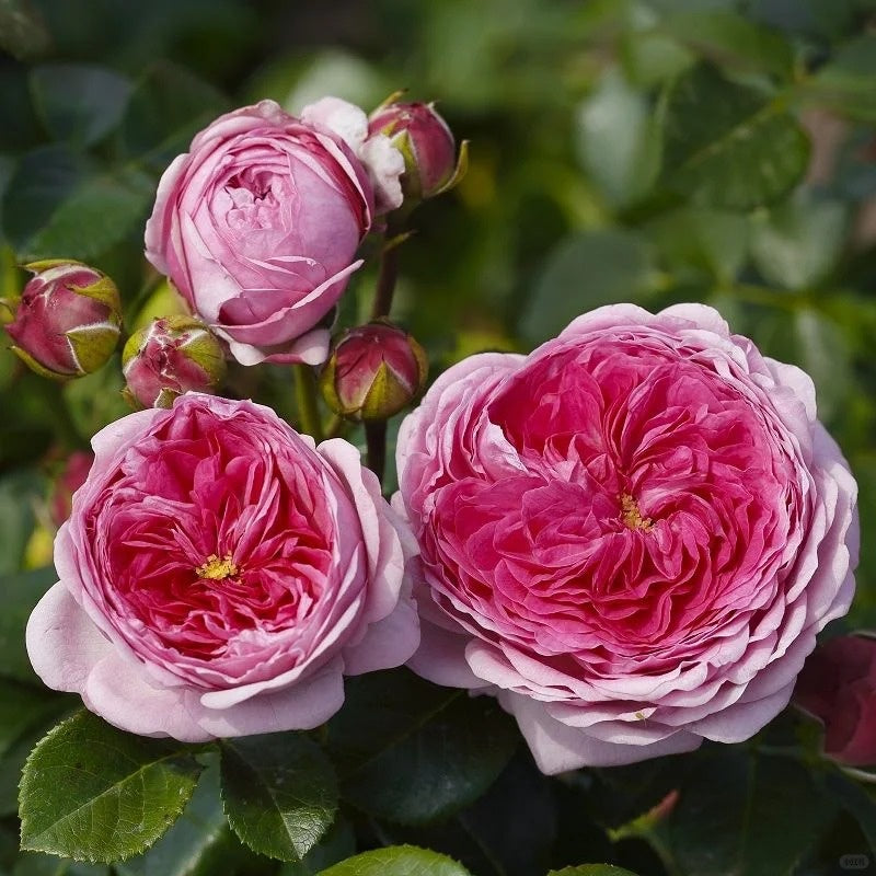 Modern Art Rose