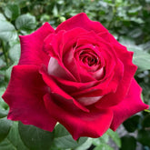 Monica Bellucci Rose