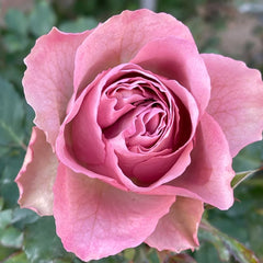 Mont Marte Rose