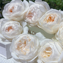 Moonlit Sands Rose