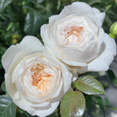 Moonlit Sands Rose