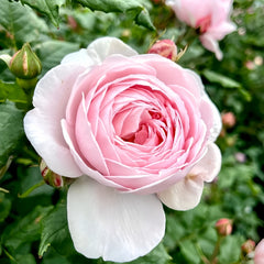 Nahema Rose