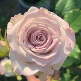 Nautica /Ocean Heart Rose