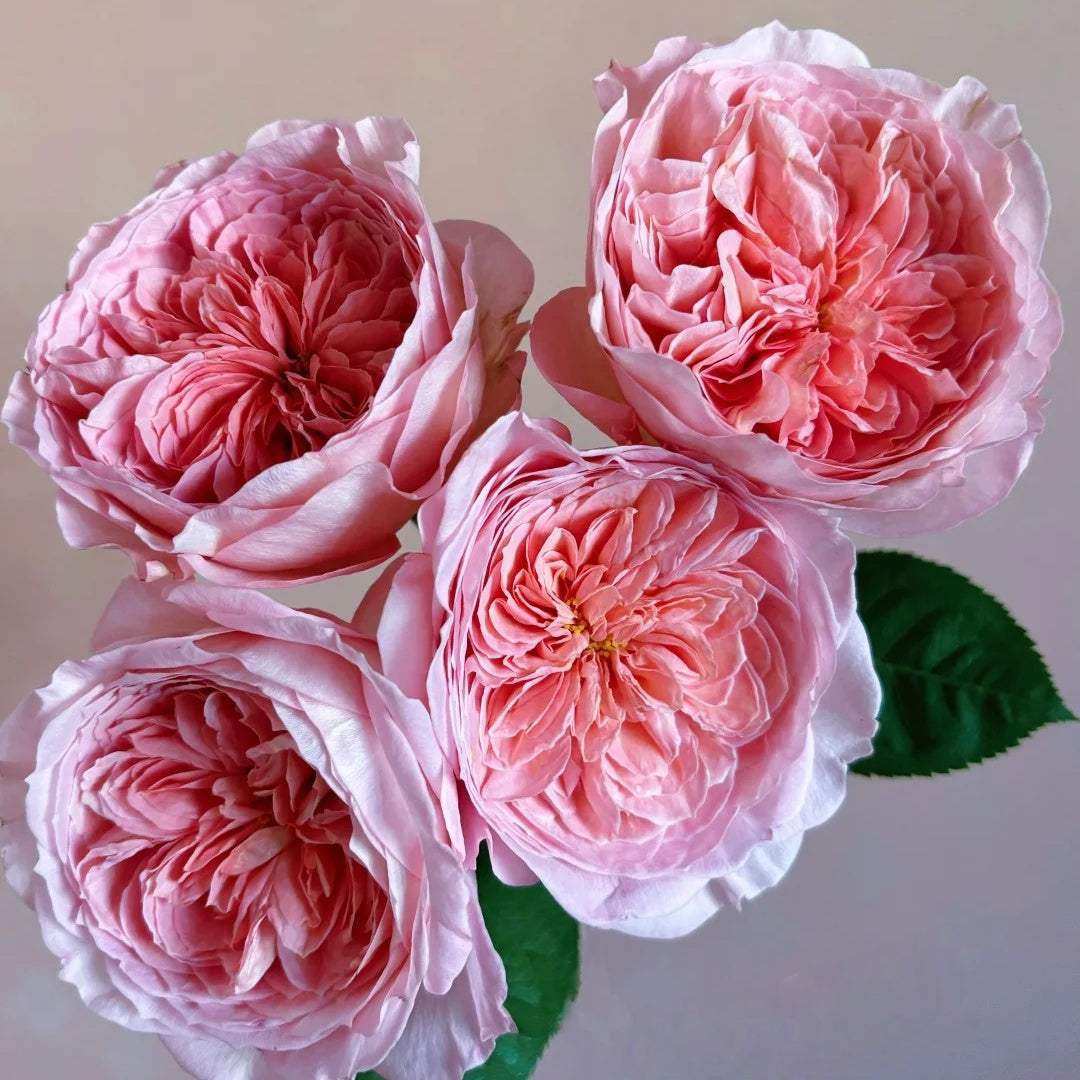 Nicorobin Rose