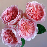 Nicorobin Rose