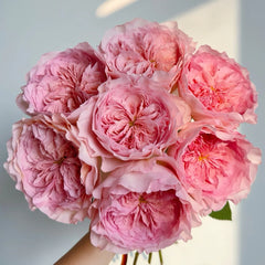 Nicorobin Rose