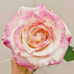 Nishang Rose