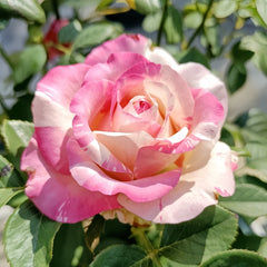 Nishang Rose