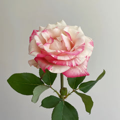 Nishang Rose