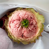 Nortanger Abbey Rose