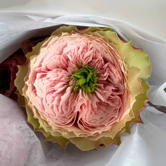 Nortanger Abbey Rose