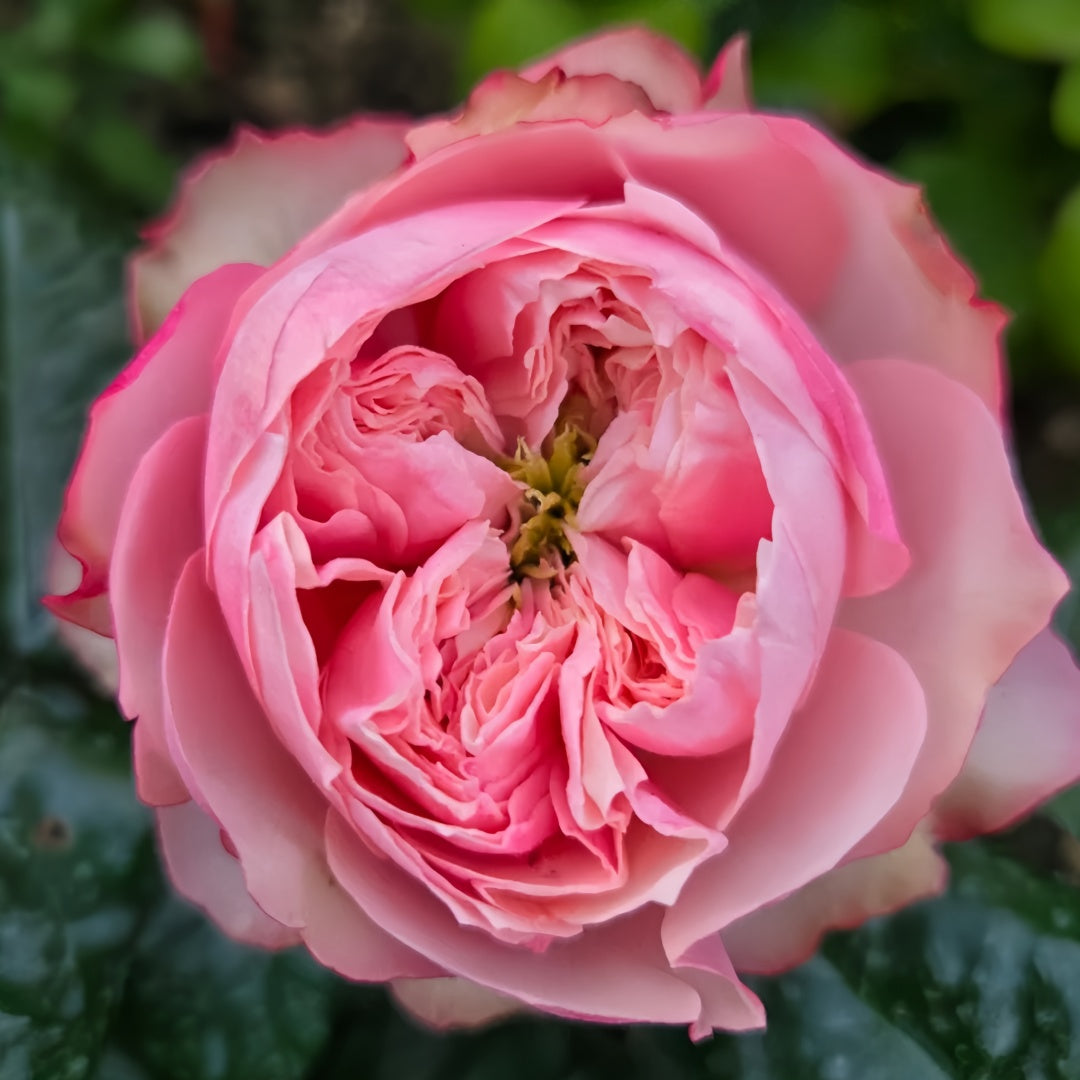 Nortanger Abbey Rose