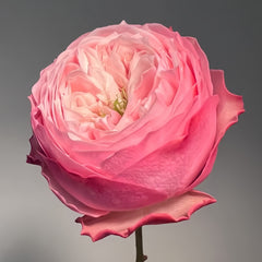 Nortanger Abbey Rose