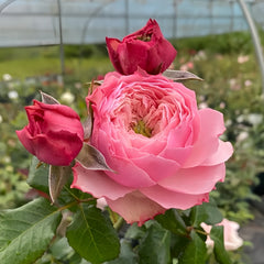 Nortanger Abbey Rose