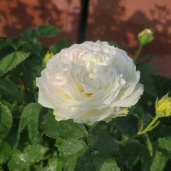 North Fragrance Rose