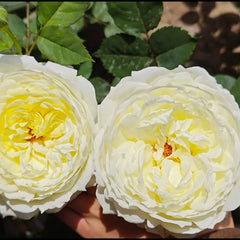North Fragrance Rose