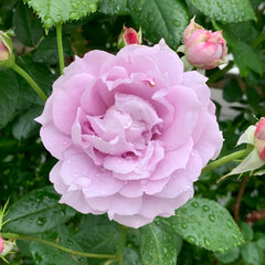 Novalis Rose