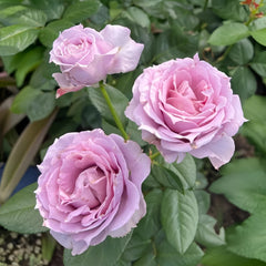 Novalis Rose