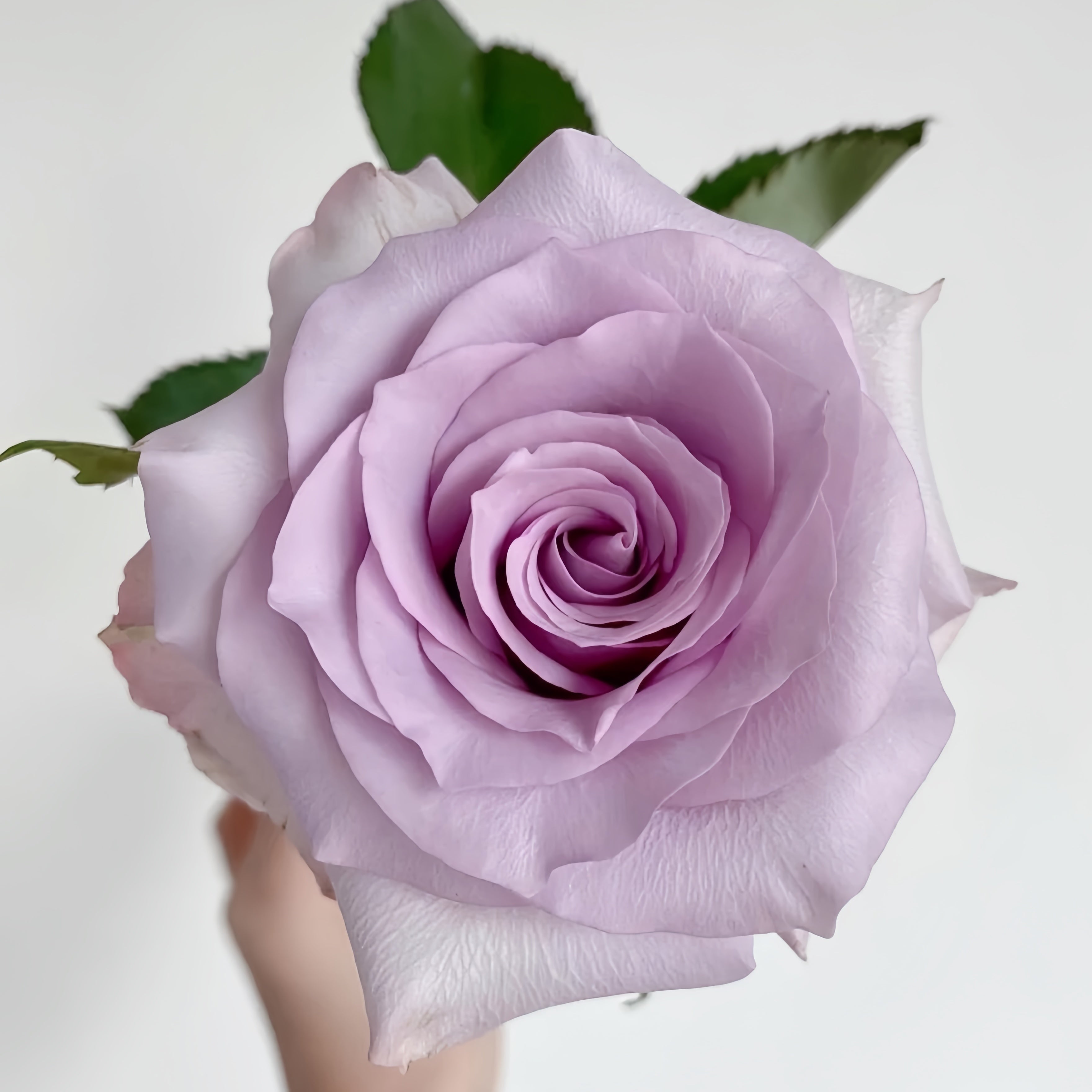 ☆ROSE☆ $_57.JPG?set_id=880000500F