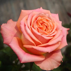 Orange Light Rose
