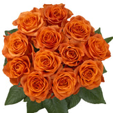 Orange Wave Rose