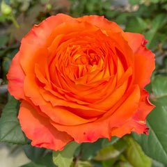 Orange Romantic Rose