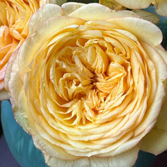 Osmanthus Chestnut Pastry Rose