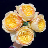 Osmanthus Chestnut Pastry Rose