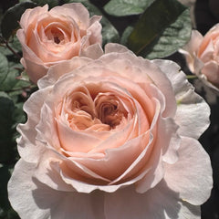 Paradise Beach Rose