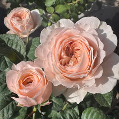 Paradise Beach Rose