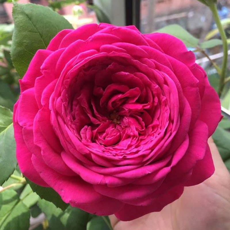 【ROSE☆ROSE】【2点まとめ】 SPJ053, Doniazade 粉色天方夜谭, Japanese Shrub Rose