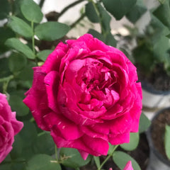 Pas de deux Rose