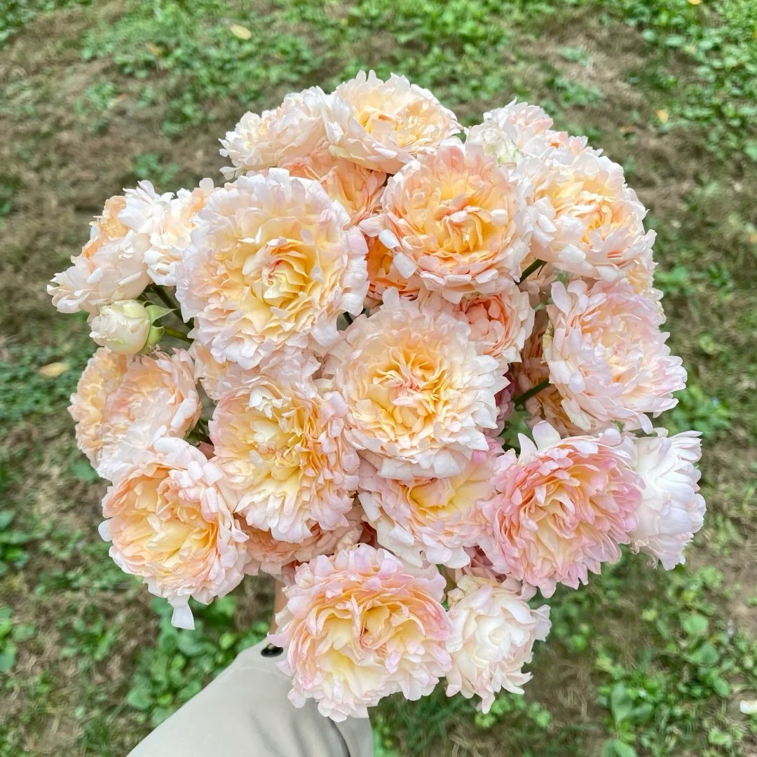 Peach Anemone Rose