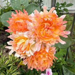 Peach Anemone Rose