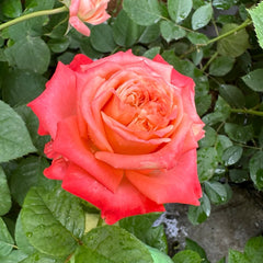 Peach Rose