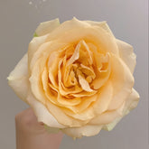 Peach Avalanche + Rose