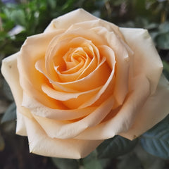 Peach Avalanche + Rose