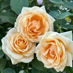 Peach Avalanche + Rose